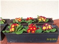 jaglac - lat. primula vulgaris 